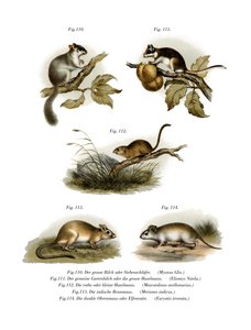 Lérot commun, 1860